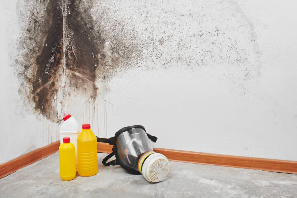 Best Professional Mold Removal  in Laymantown, VA
