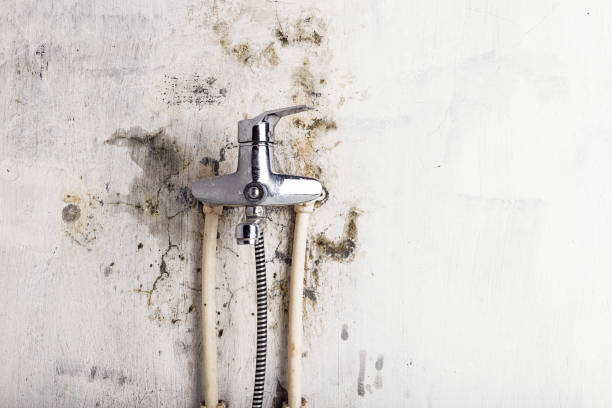 Best Best Mold Removal Companies  in Laymantown, VA