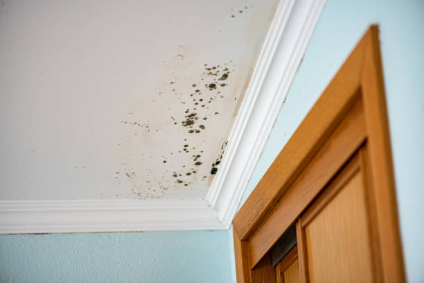 Best Mold Remediation Experts  in Laymantown, VA
