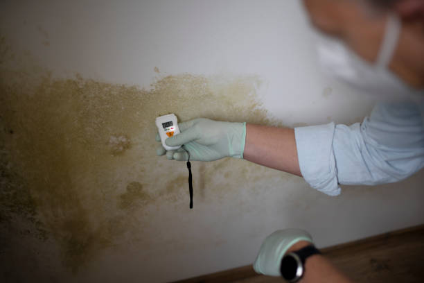 Best Mold Removal Specialists  in Laymantown, VA