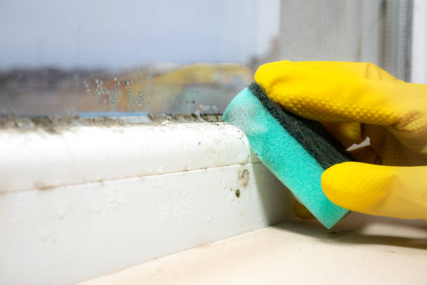 Best Mold Remediation  in Laymantown, VA