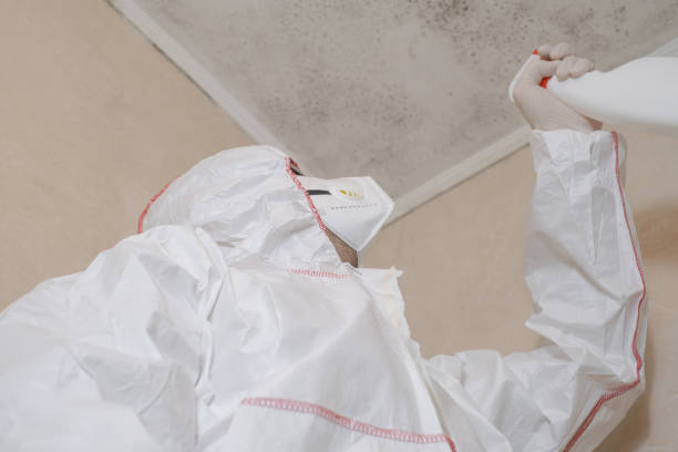 Best Same-Day Mold Removal  in Laymantown, VA