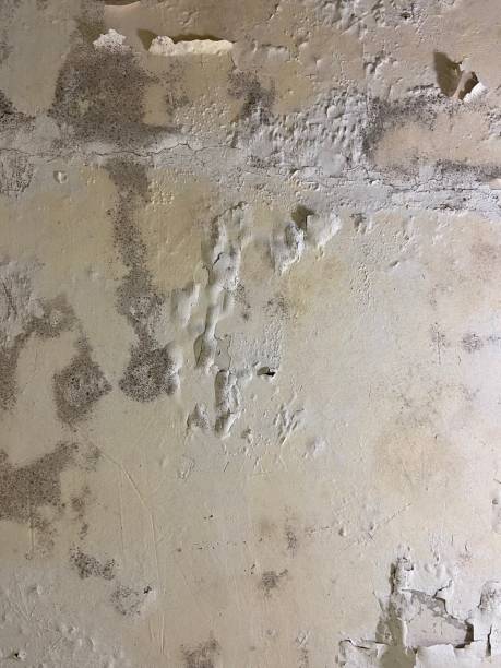Best Fast Mold Removal  in Laymantown, VA